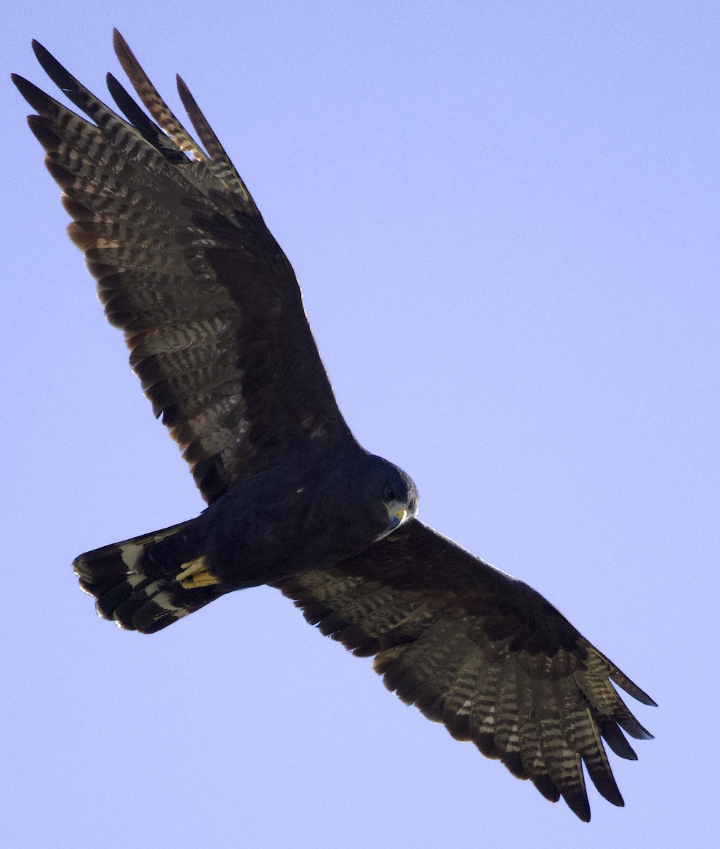 Zone-tailed Hawk - ML645791039