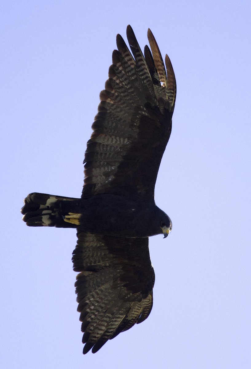 Zone-tailed Hawk - ML645791040