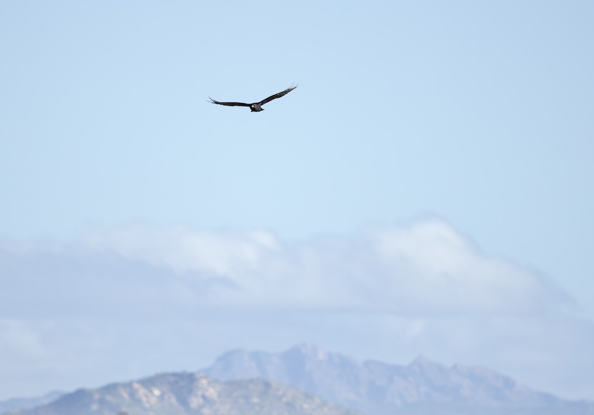 Zone-tailed Hawk - ML645791041