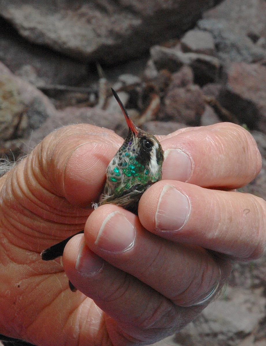 Ak Kulaklı Kolibri - ML645791042