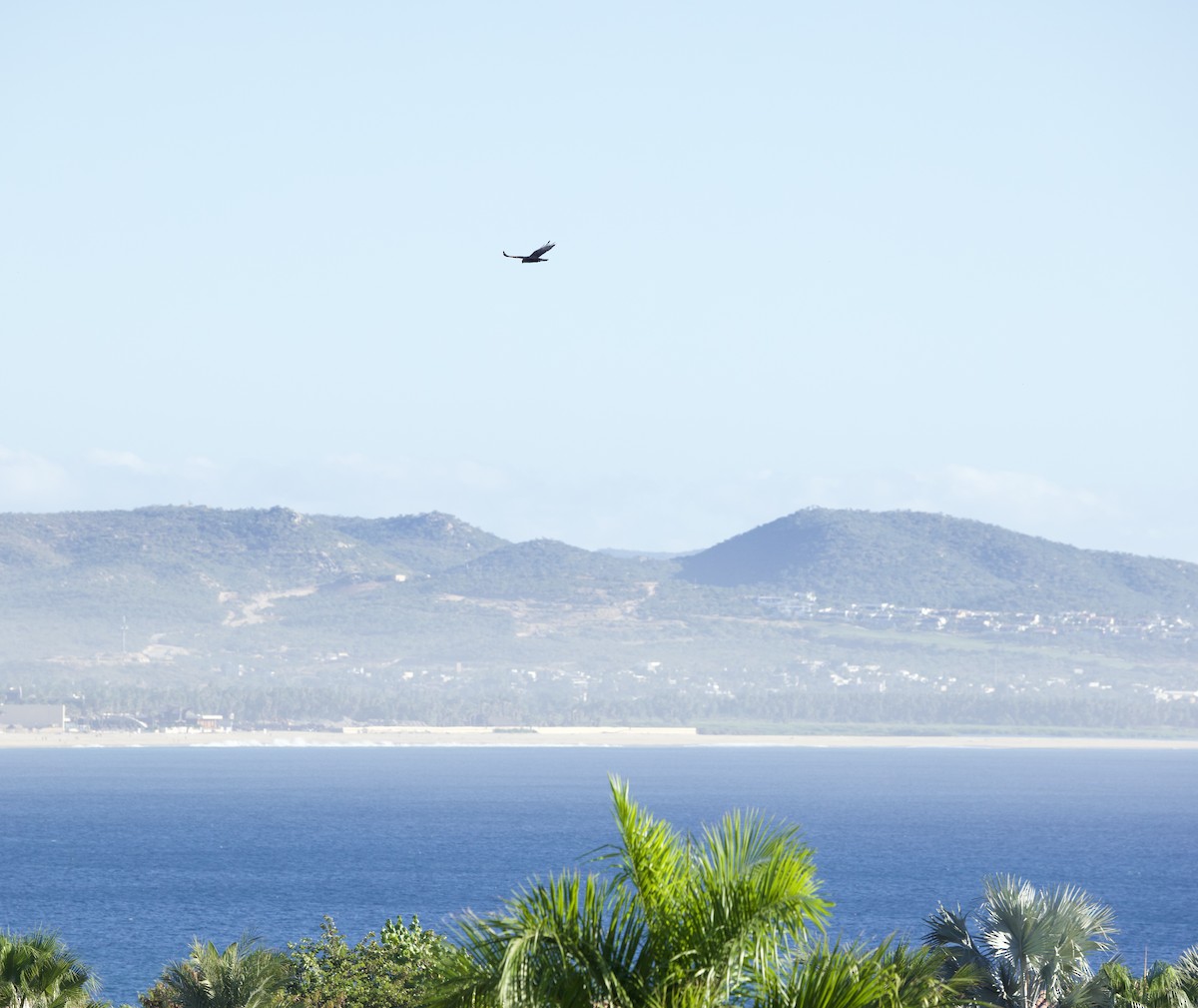 Zone-tailed Hawk - ML645791044