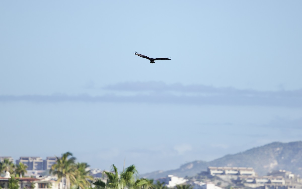 Zone-tailed Hawk - ML645791045