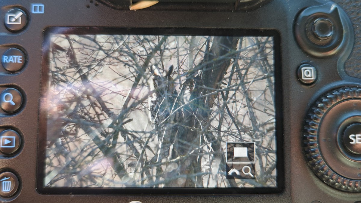 Long-eared Owl - ML645791046