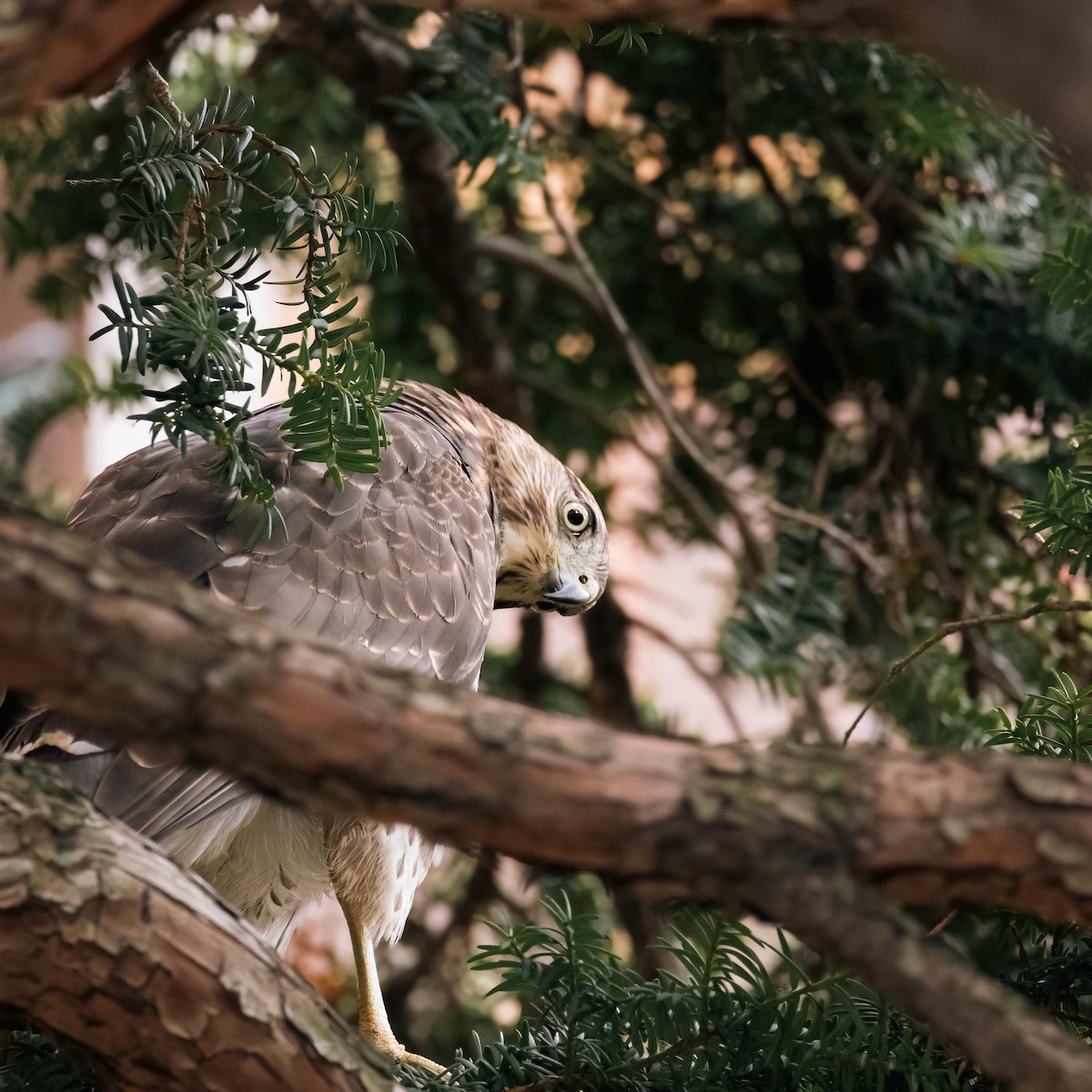 Cooper's Hawk - ML645791047