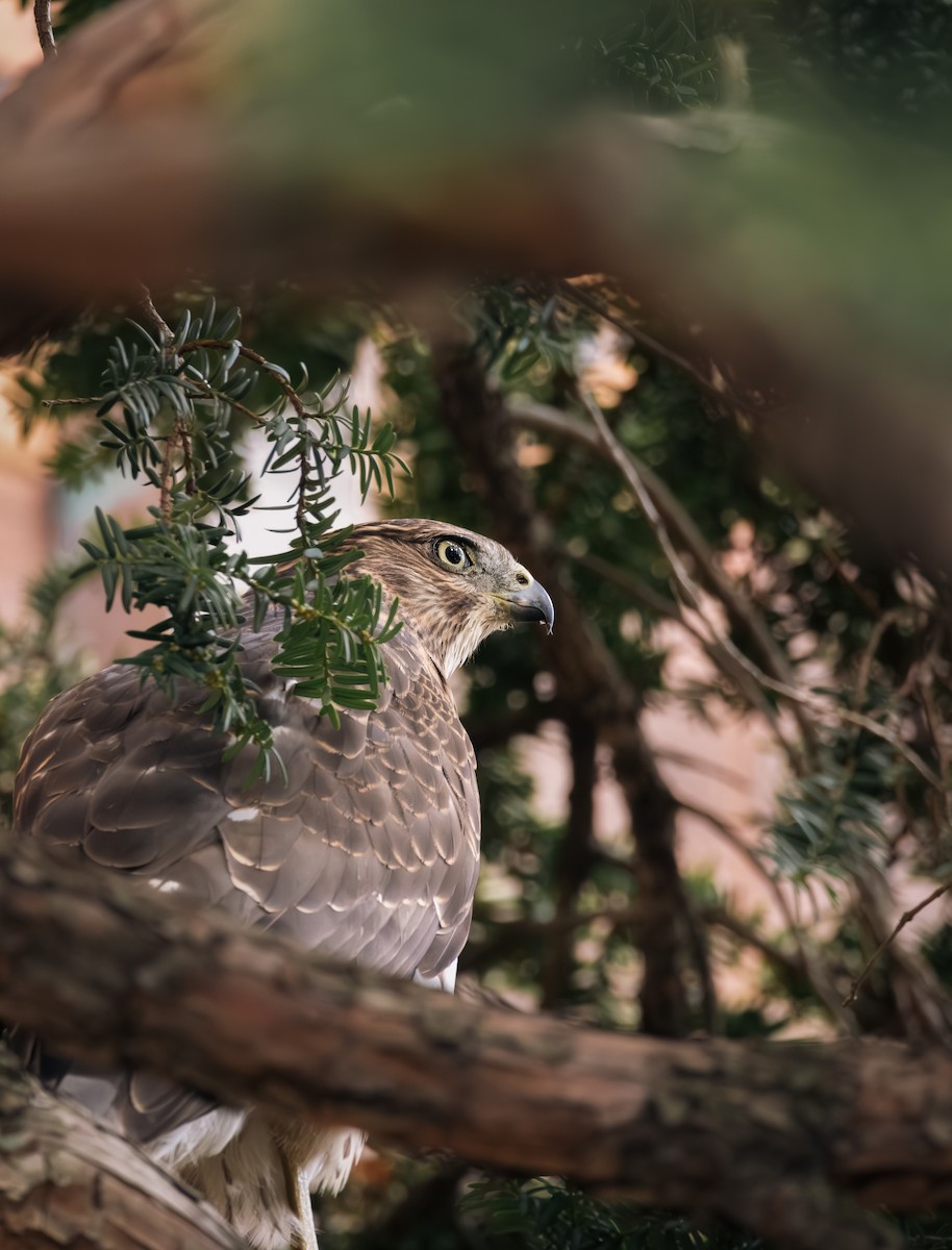 Cooper's Hawk - ML645791048