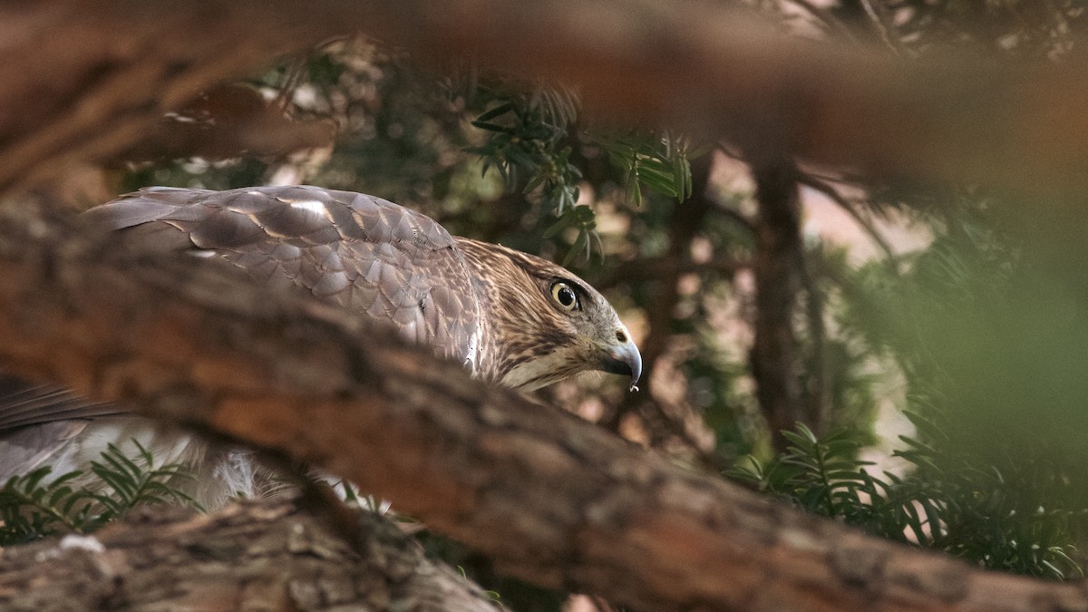 Cooper's Hawk - ML645791049
