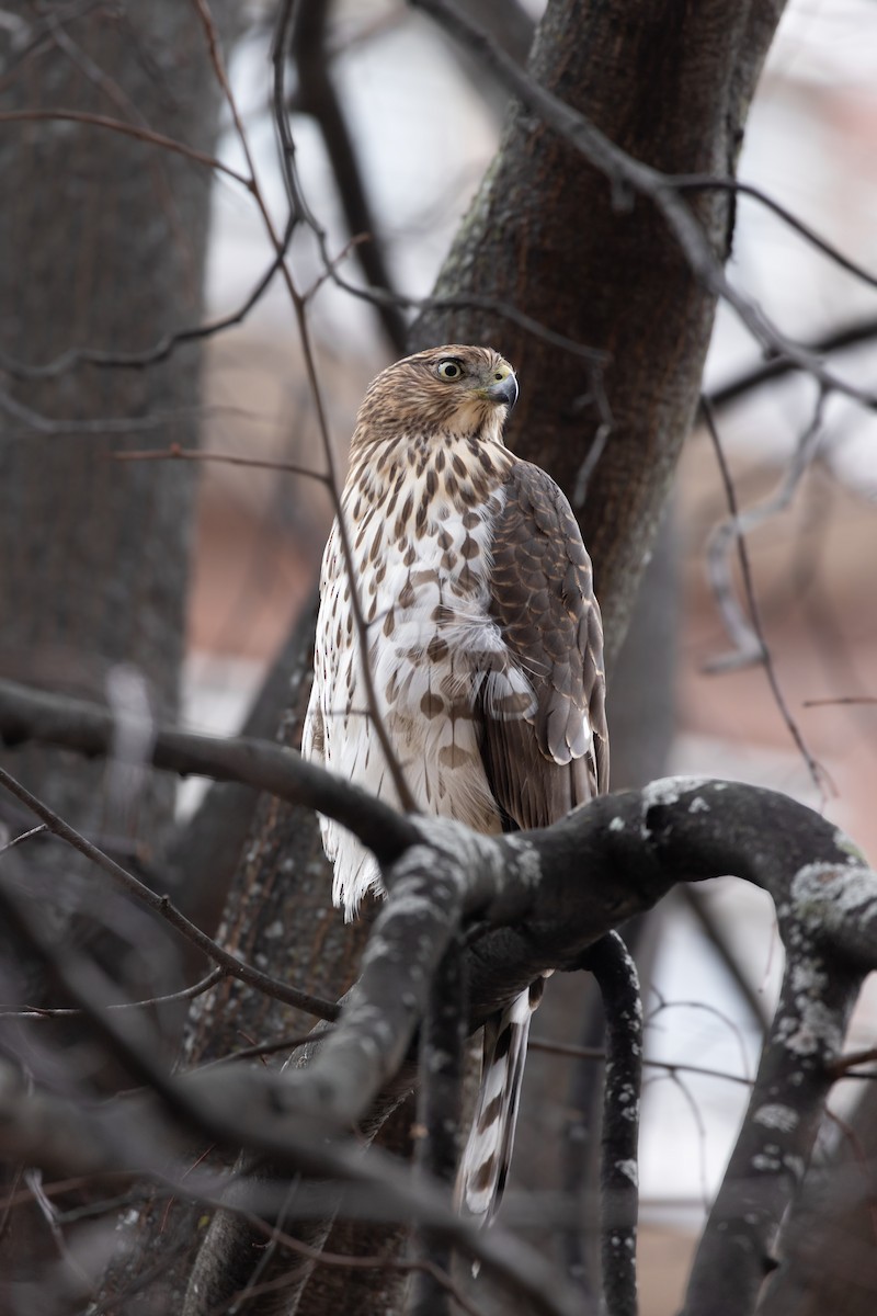 Cooper's Hawk - ML645791050