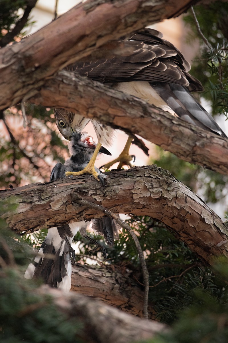 Cooper's Hawk - ML645791051