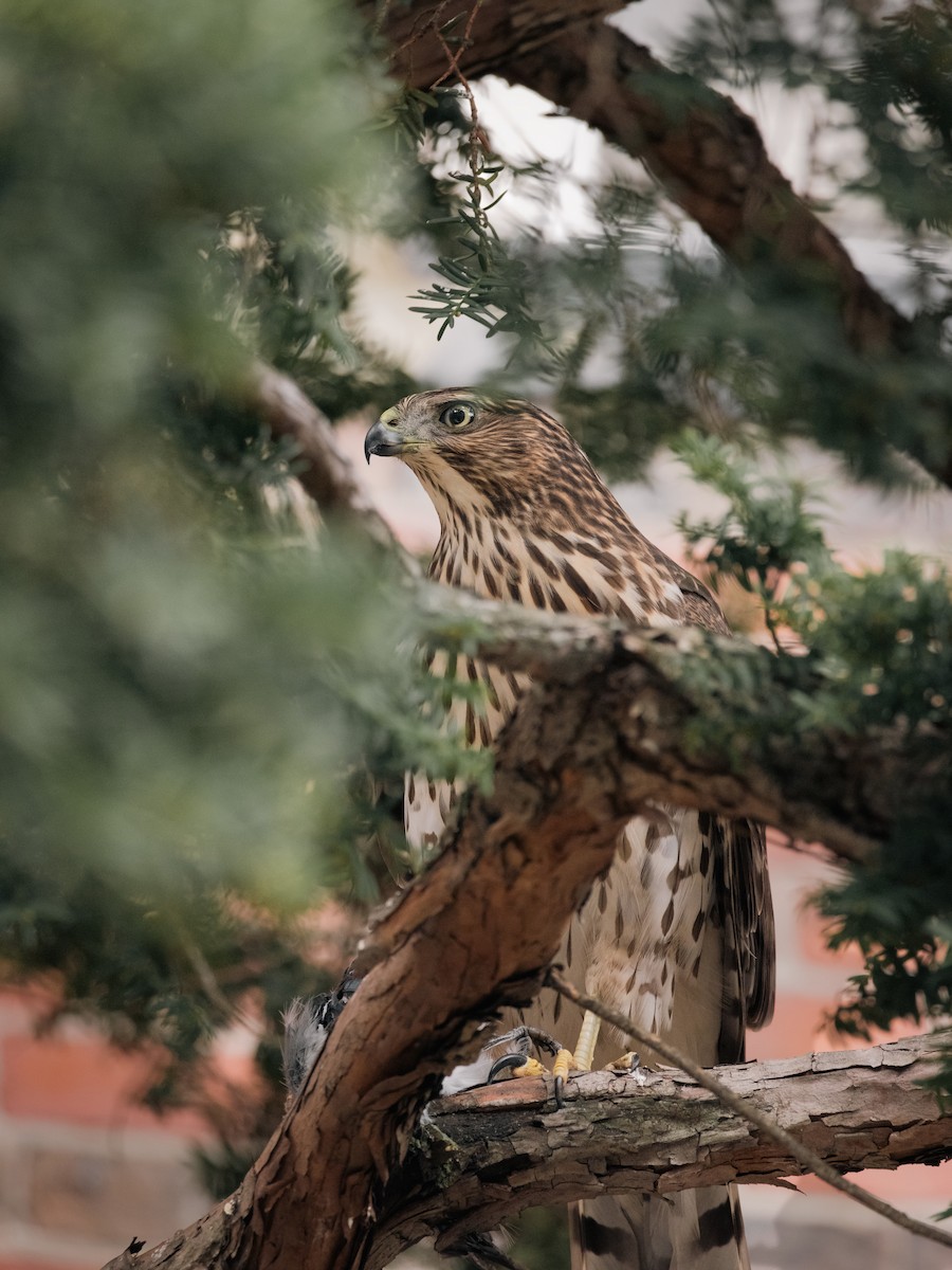 Cooper's Hawk - ML645791052