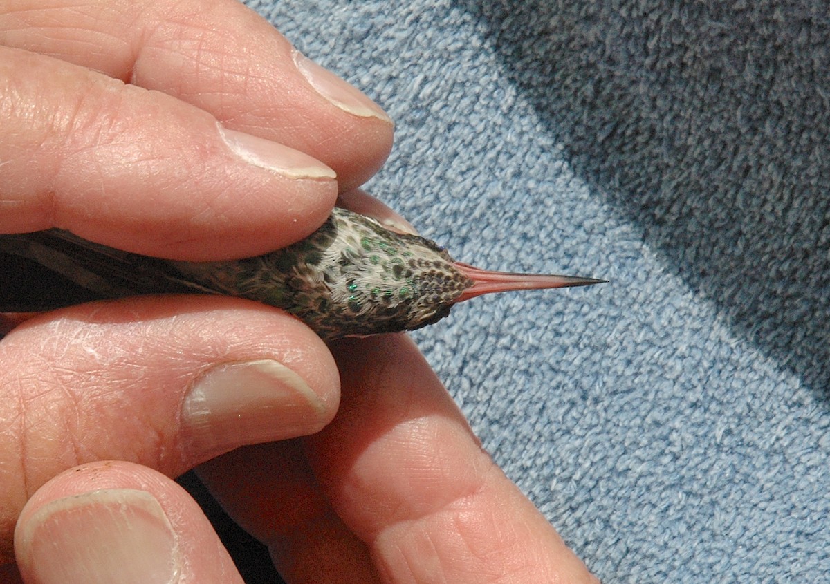 Ak Kulaklı Kolibri - ML645791053