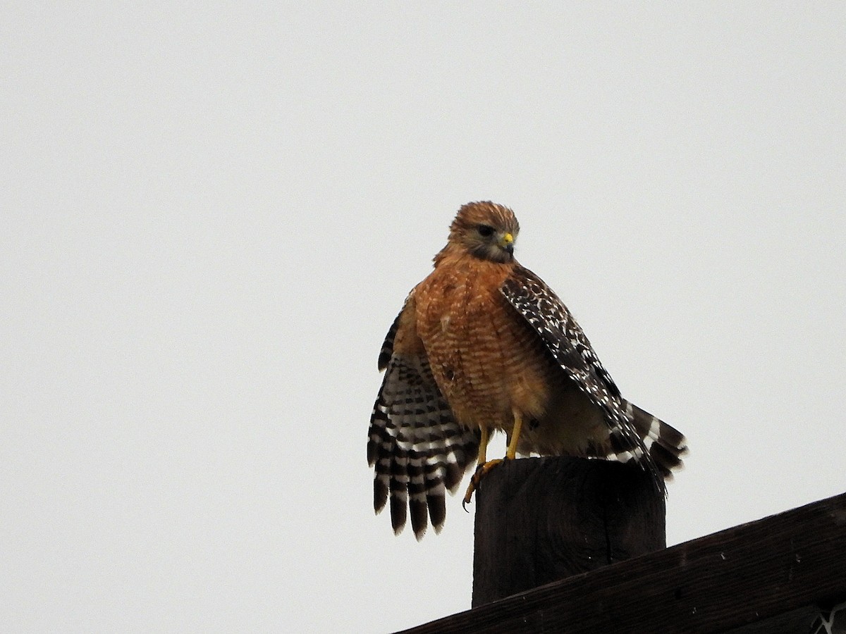 káně páskovaná - ML645791054