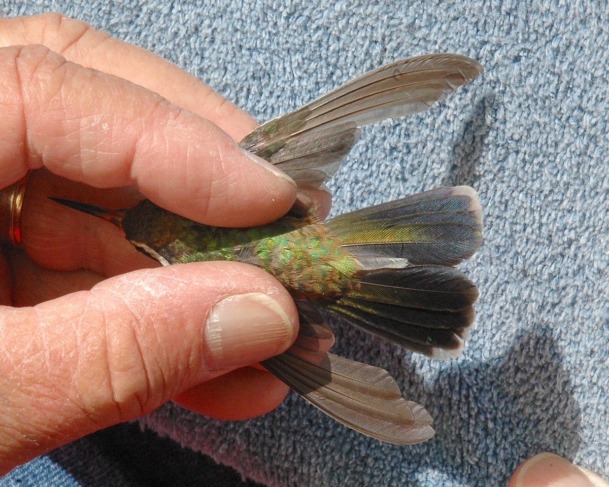 Ak Kulaklı Kolibri - ML645791056