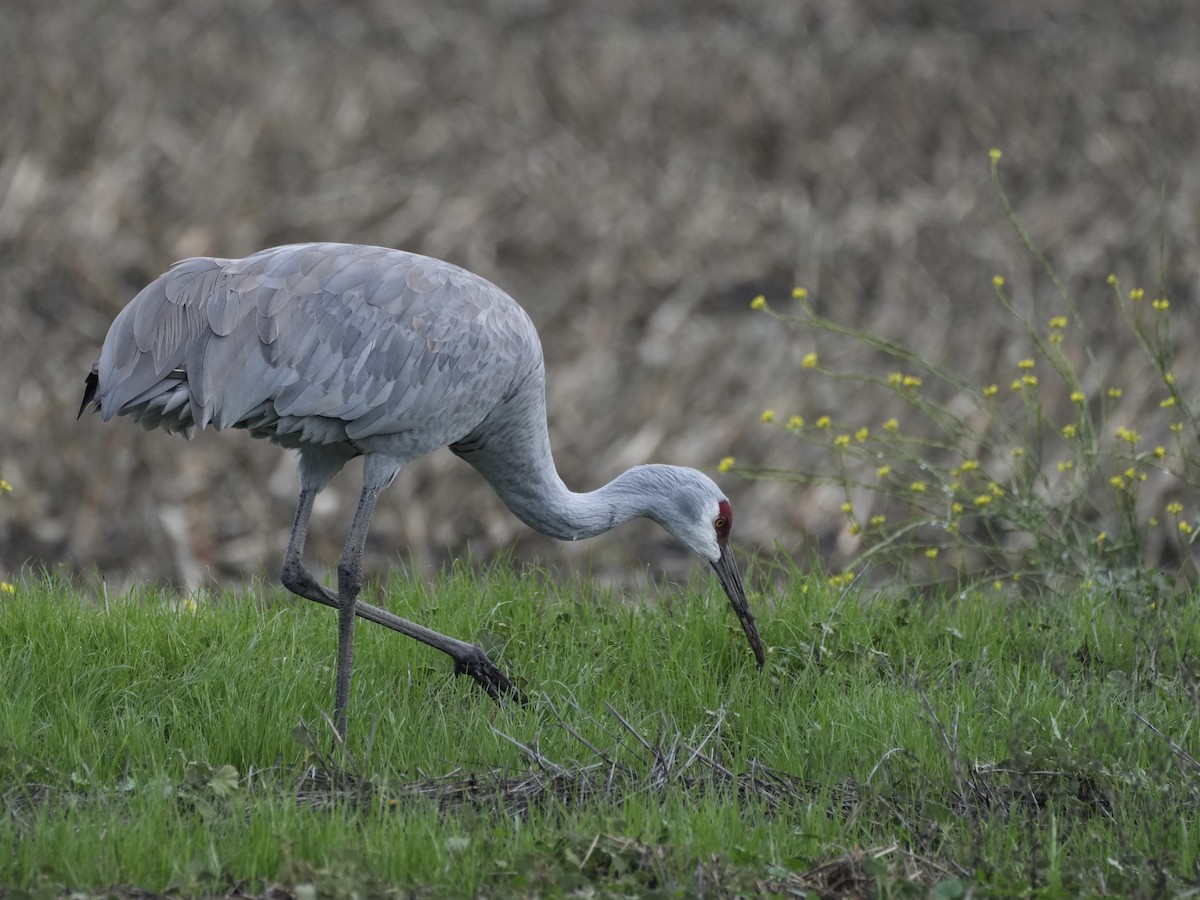 Sandhill Crane - ML645791064