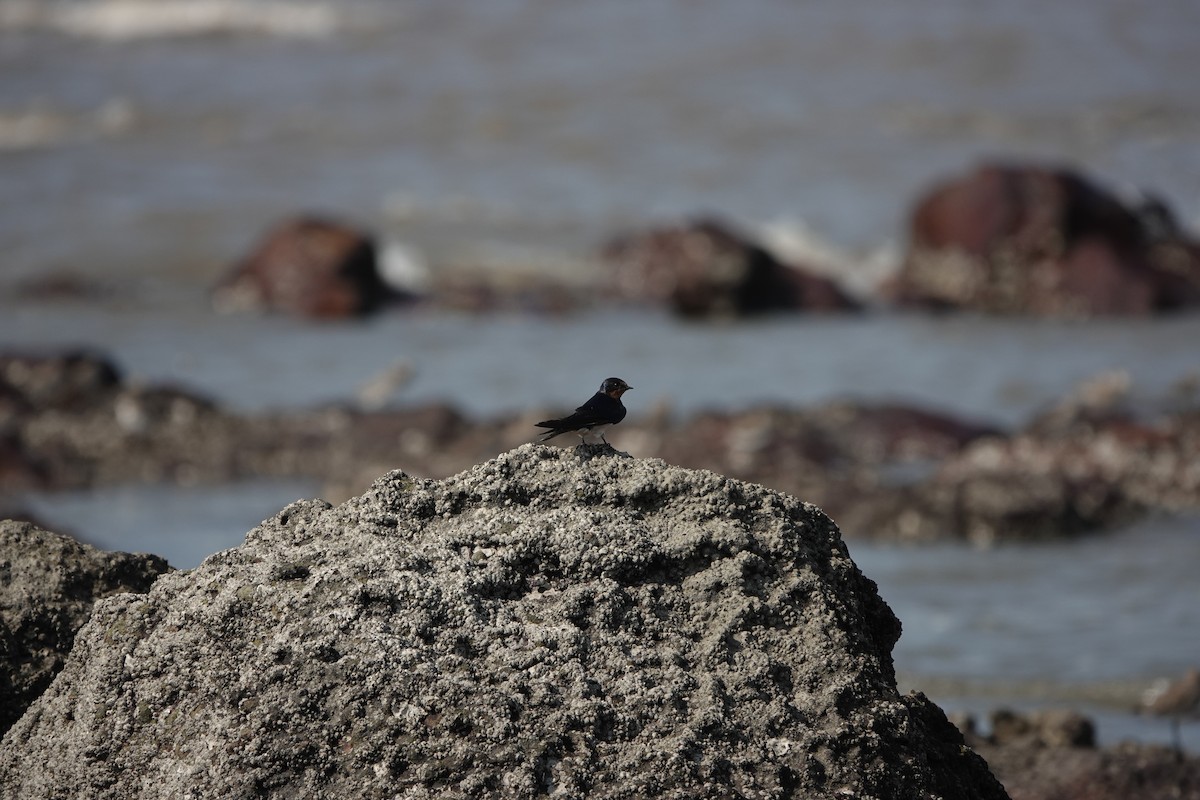 vlaštovka obecná - ML645791065