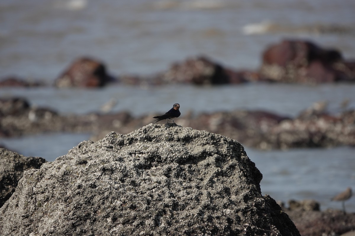 vlaštovka obecná - ML645791066