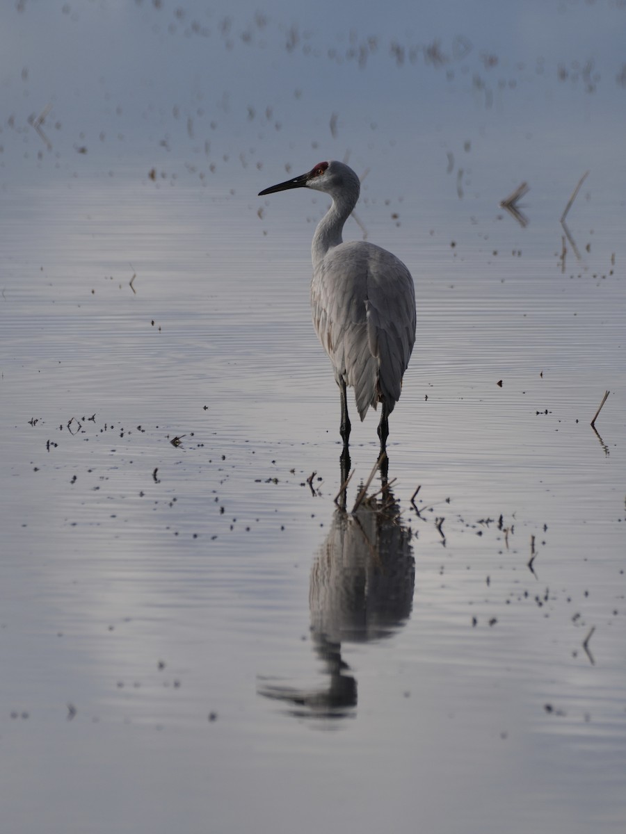 Sandhill Crane - ML645791067