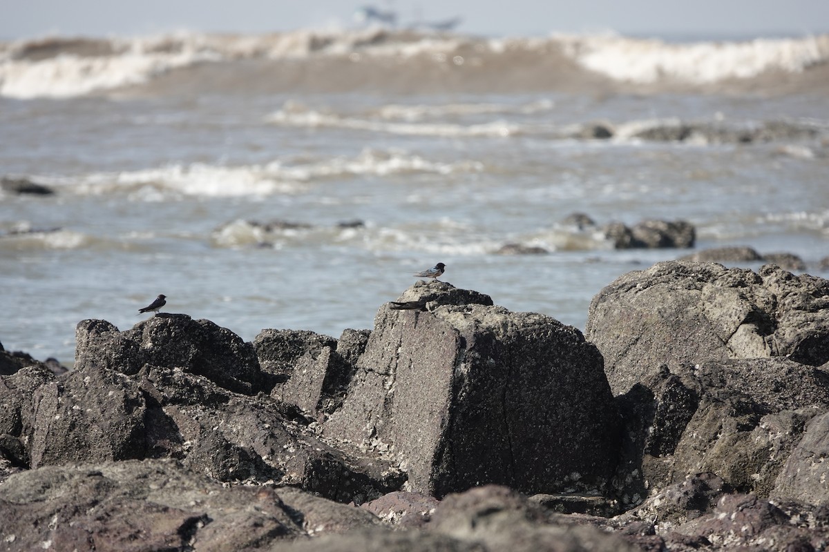 vlaštovka obecná - ML645791068