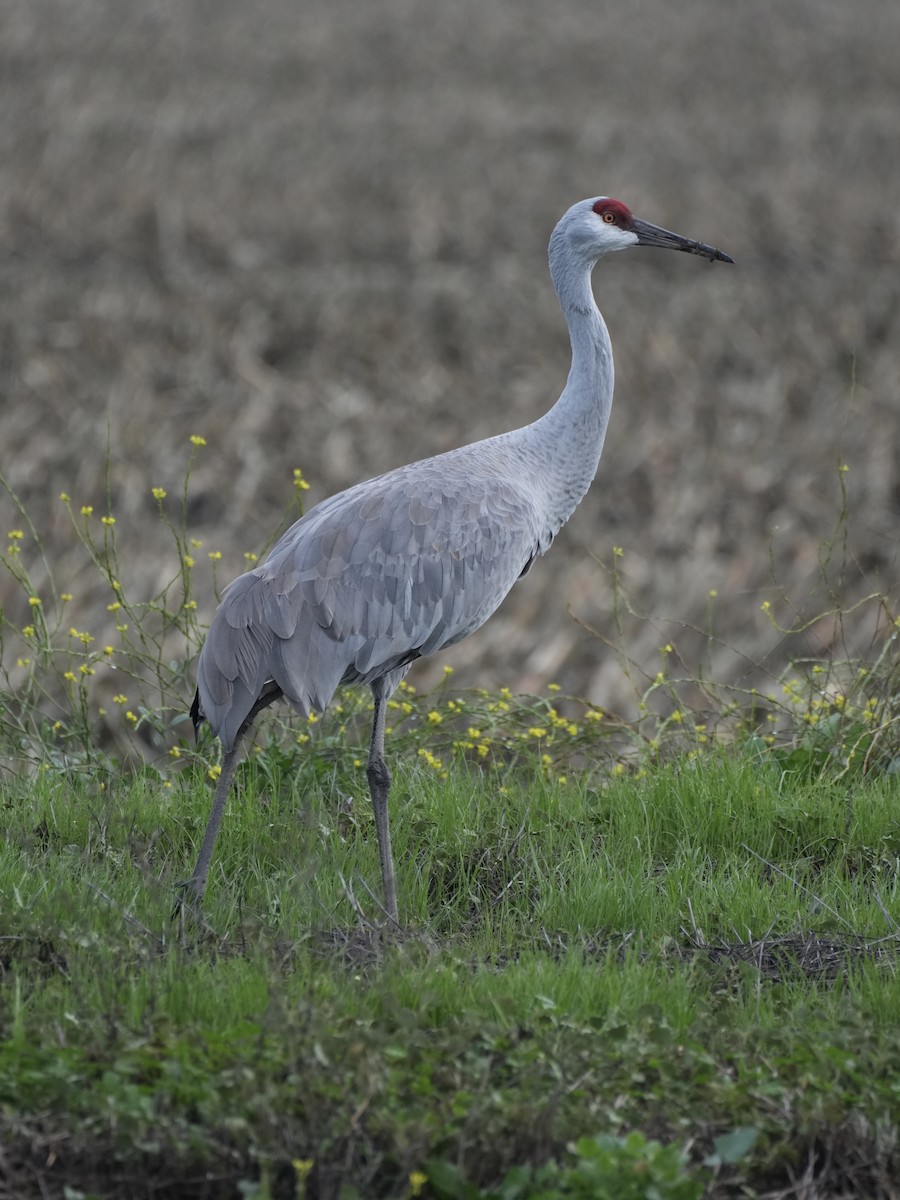 Sandhill Crane - ML645791069