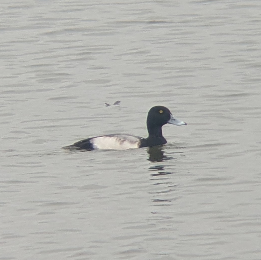 Greater Scaup - ML645791071