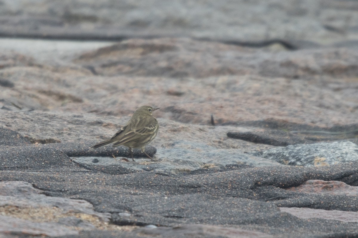 Rock Pipit - ML645791076