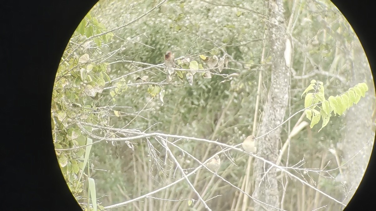 Pullu Munya - ML645791077