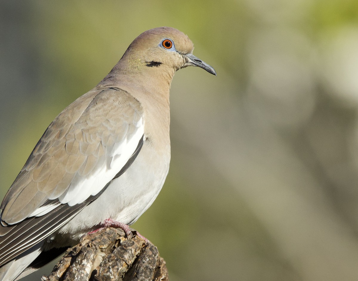 White-winged Dove - ML645791079