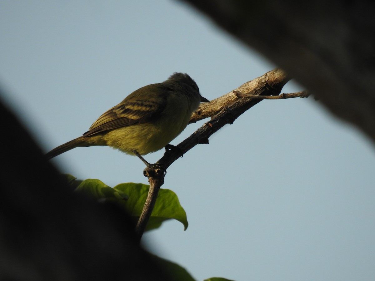 Желтобрюхая эления - ML645791080