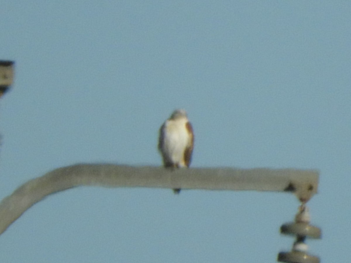 Ferruginous Hawk - ML645791082