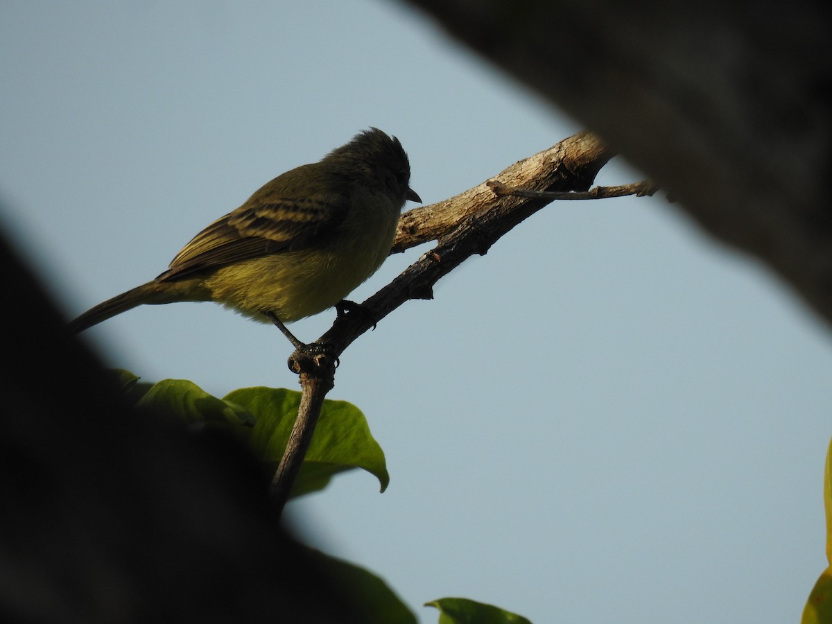 Желтобрюхая эления - ML645791084