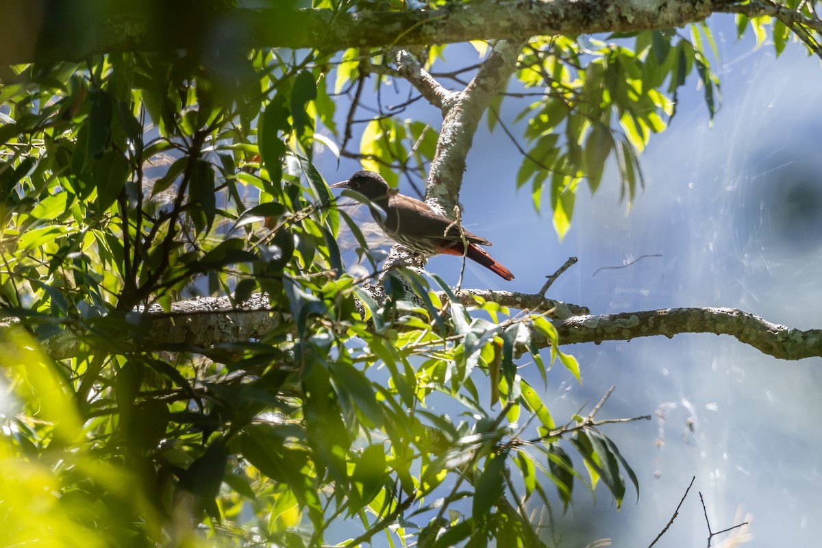 Maroon Oriole - ML645791085