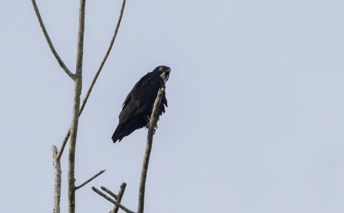 Bat Hawk - ML645791094