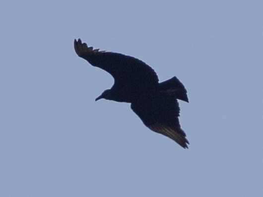 Чёрная катарта - ML645791096