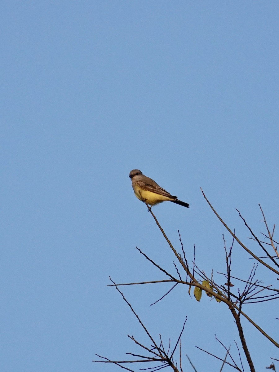 Western Kingbird - ML645791098