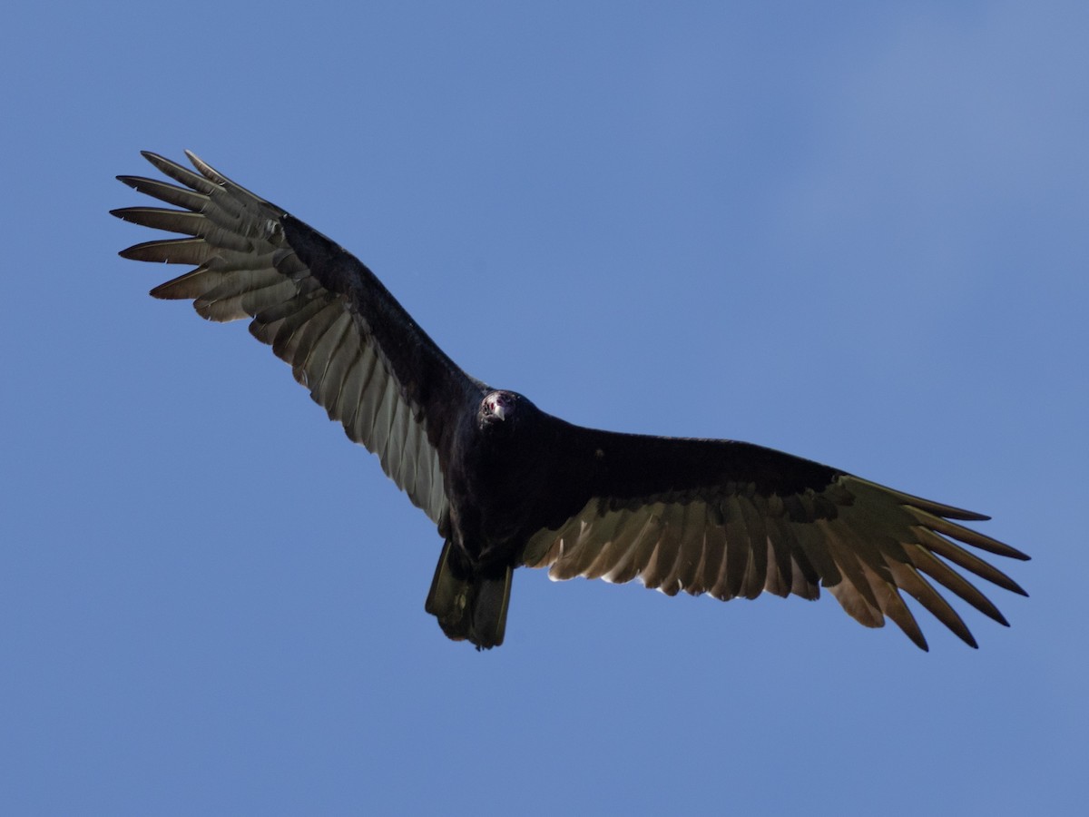 Turkey Vulture - ML645791101