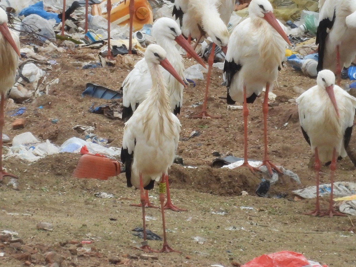 White Stork - ML645791102