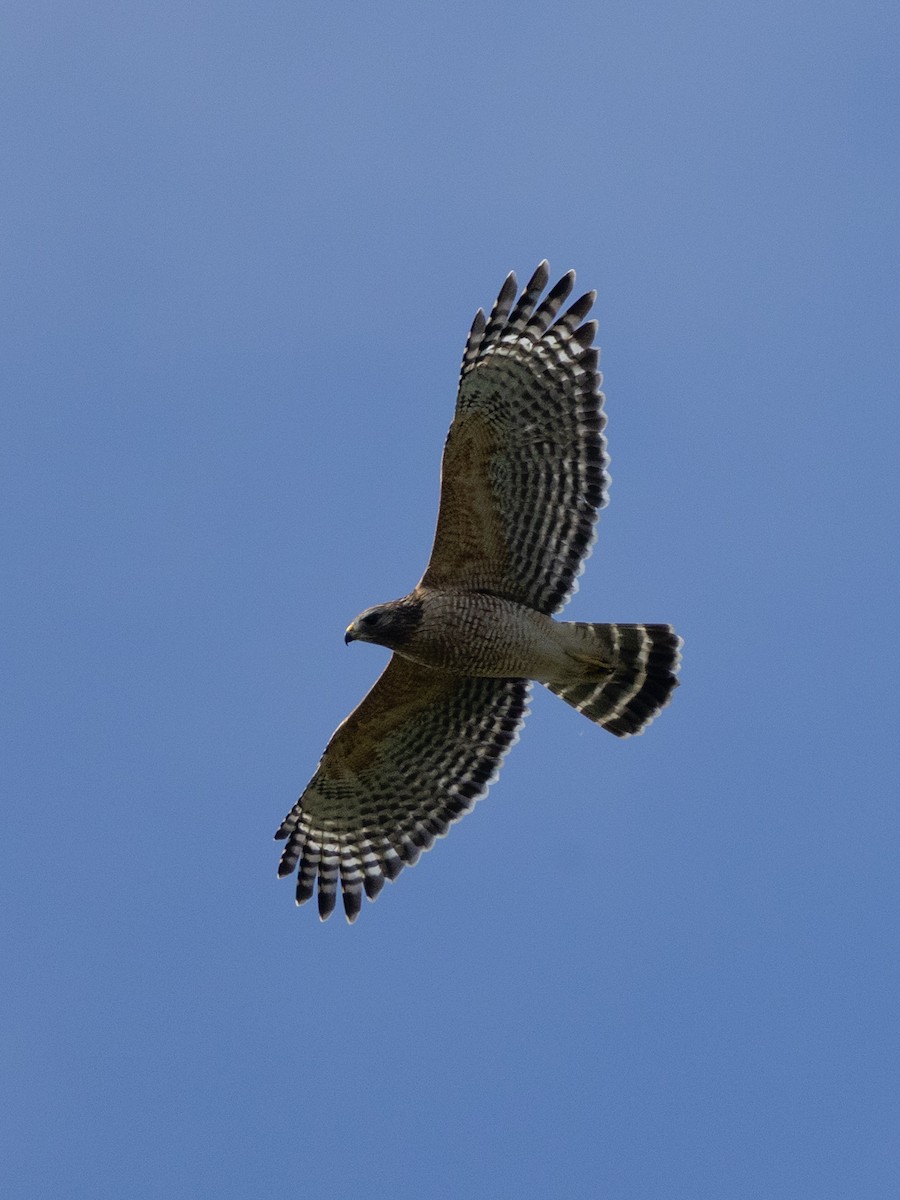 Red-shouldered Hawk - ML645791117