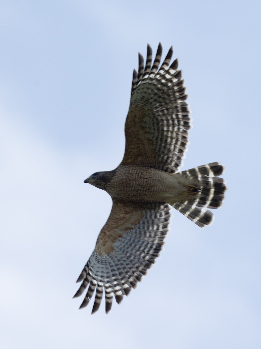 Red-shouldered Hawk - ML645791118