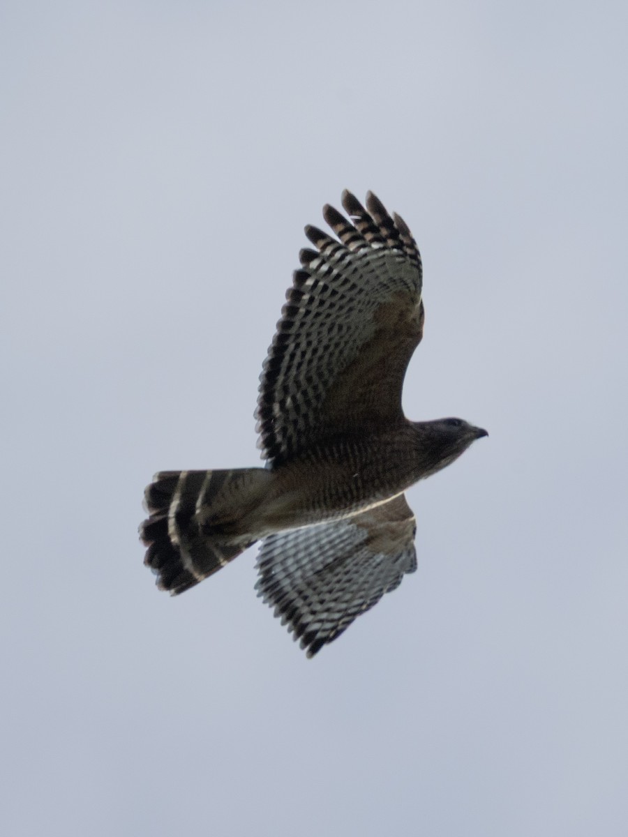Red-shouldered Hawk - ML645791119