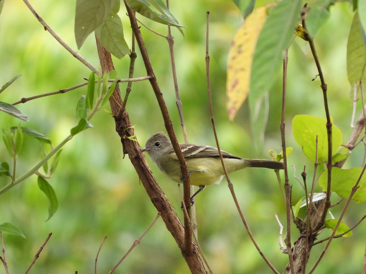 Желтобрюхая эления - ML645791121