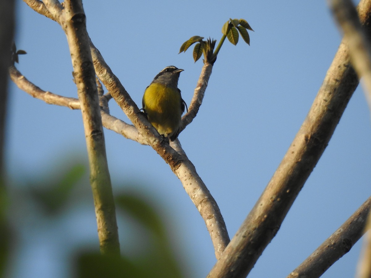 Sucrier à ventre jaune - ML645791123