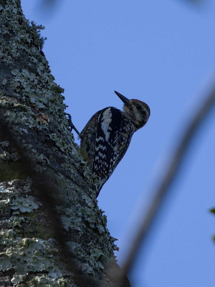 Yellow-bellied Sapsucker - ML645791124