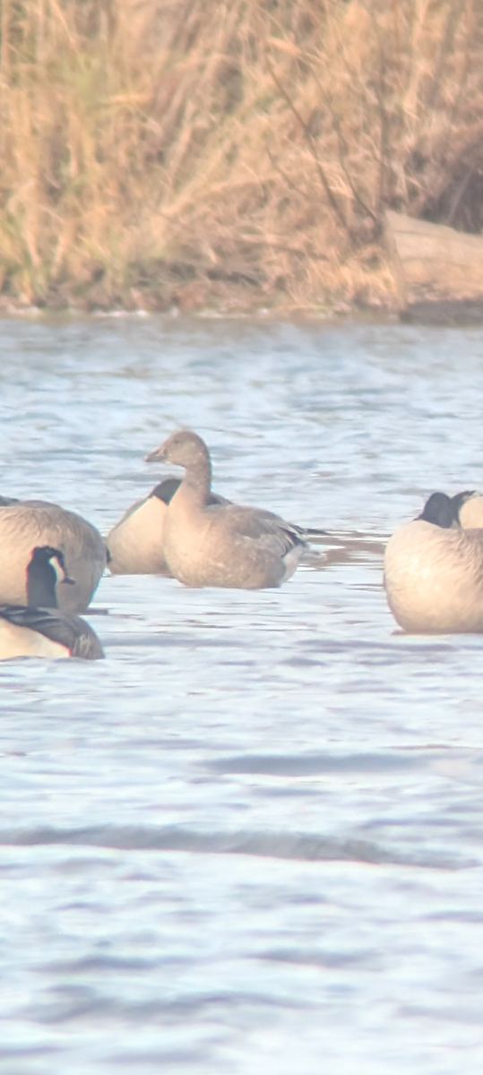 Snow Goose - ML645791130