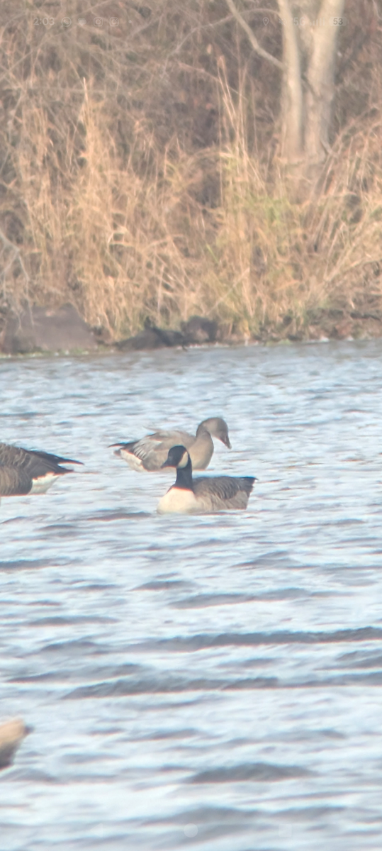 Snow Goose - ML645791139