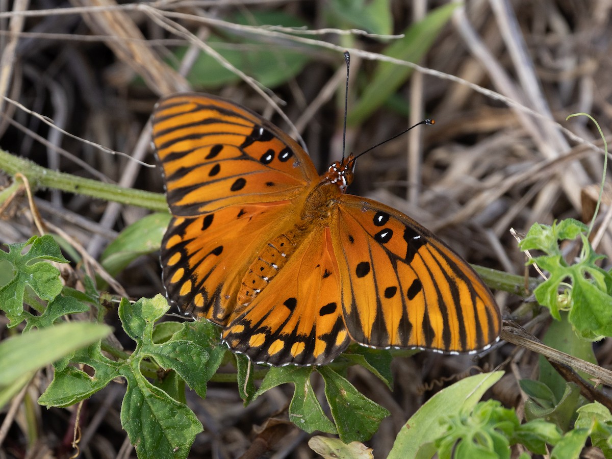 Gulf Fritillary - ML645791148