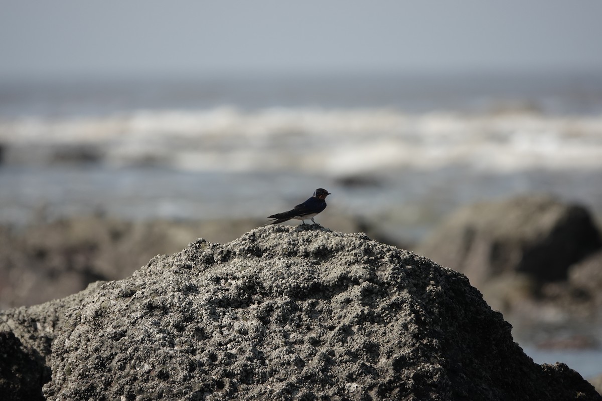 vlaštovka obecná - ML645791149