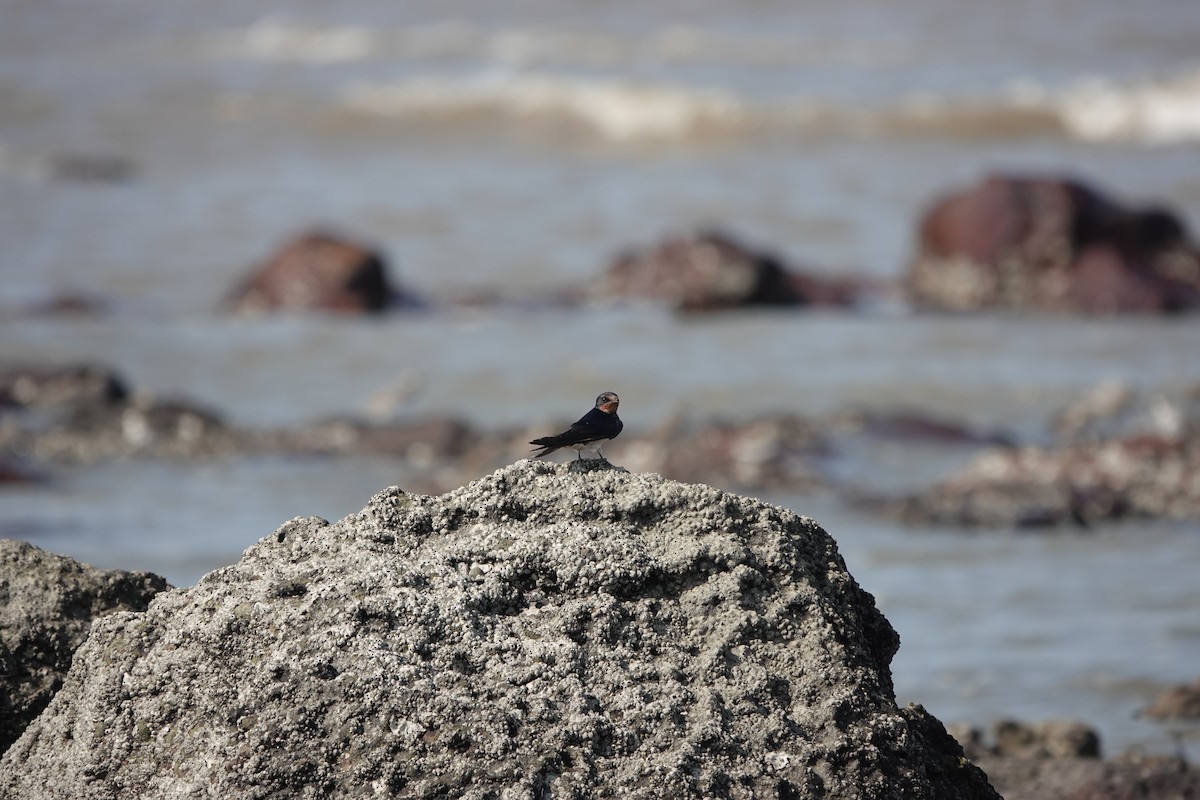 vlaštovka obecná - ML645791150