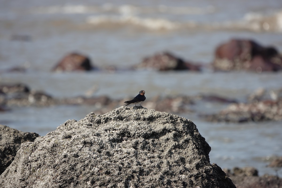 vlaštovka obecná - ML645791151