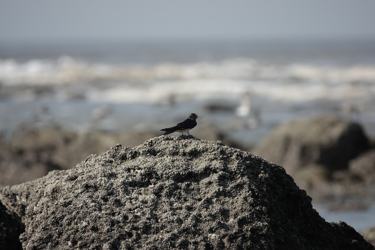 vlaštovka obecná - ML645791152