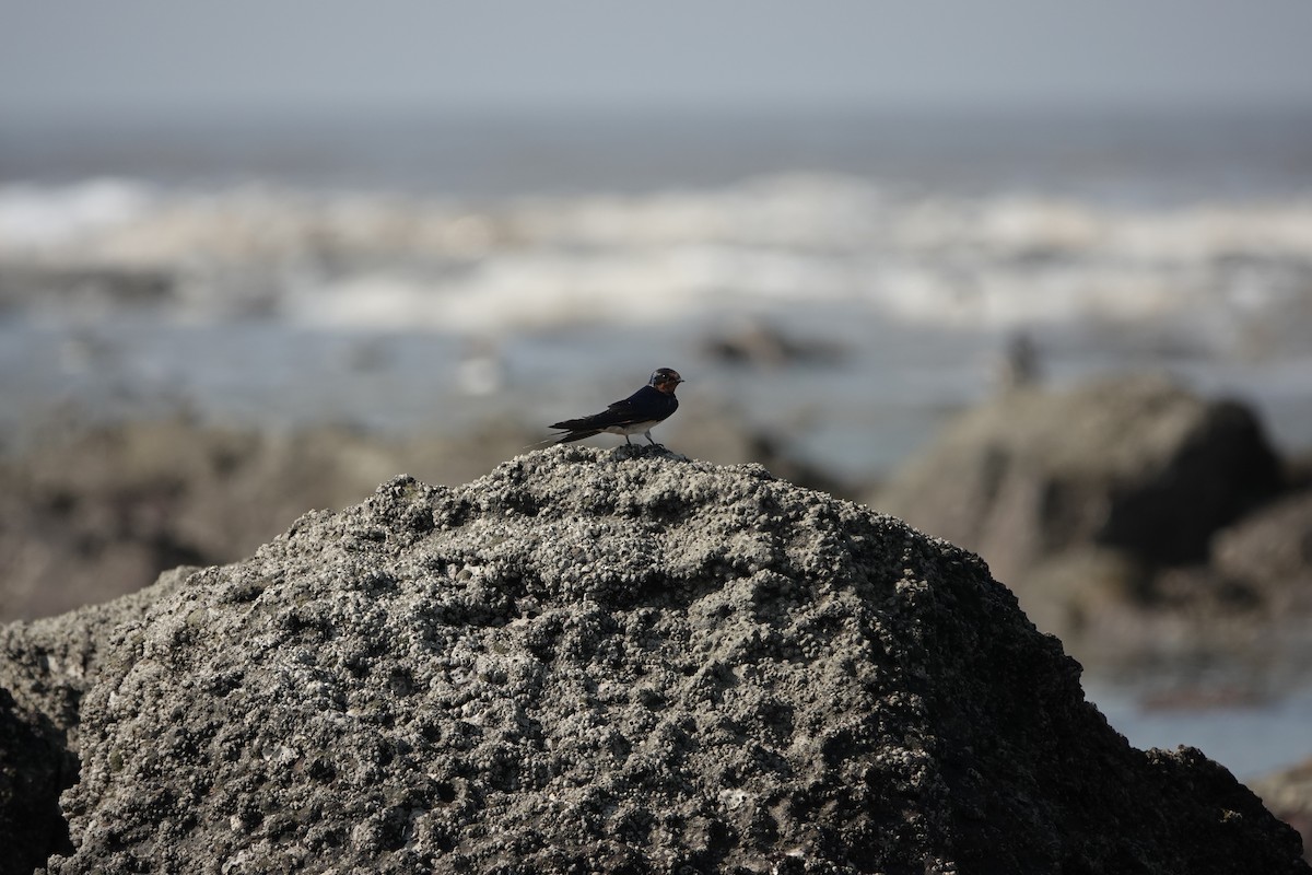 vlaštovka obecná - ML645791154