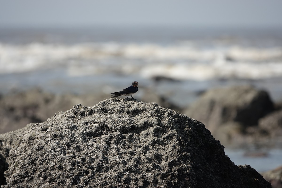 vlaštovka obecná - ML645791155